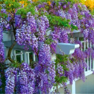 Wisteria Amethyst Falls - Blue - Circa 6-7ft
