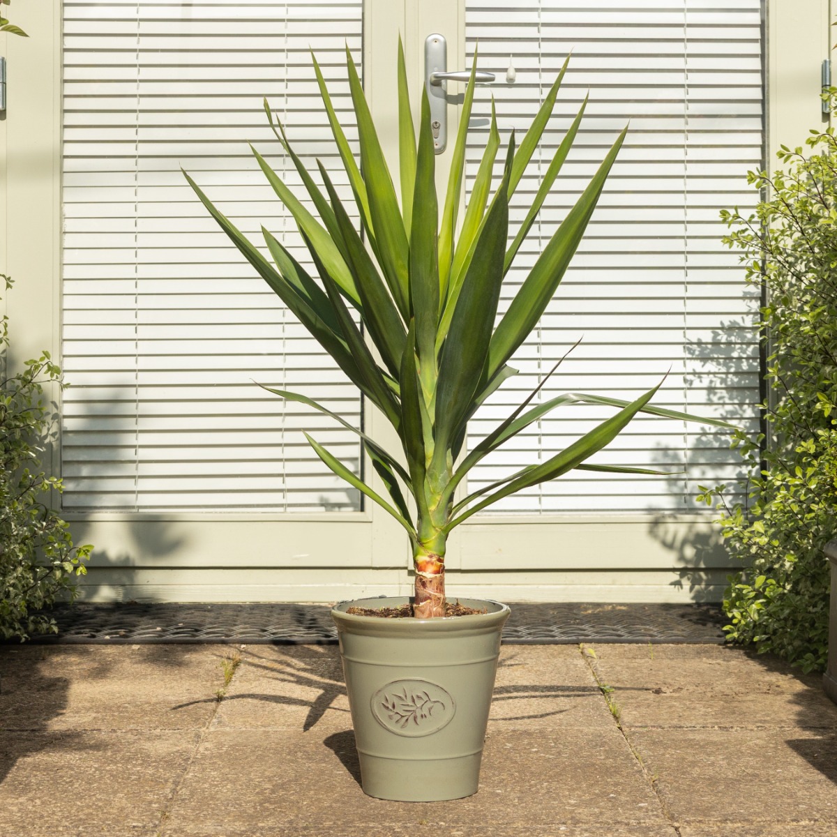 Yucca Elephantipes - Patio Palm Tree - Circa 80cm Tall