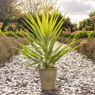 Yucca Elephantipes Elmila - Palm Tree - Circa 60cm Tall