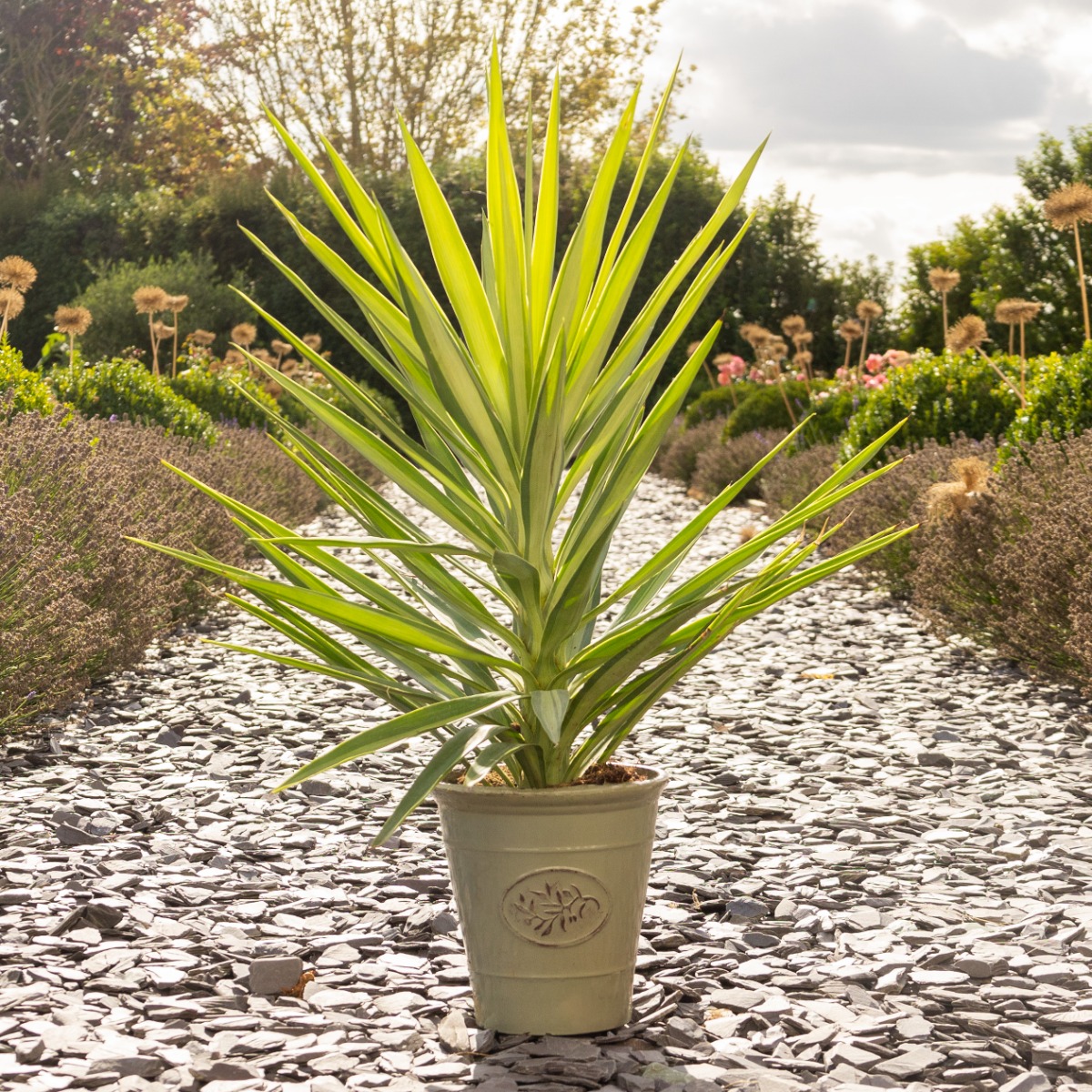 Yucca Elephantipes Elmila - Palm Tree - Circa 60cm Tall