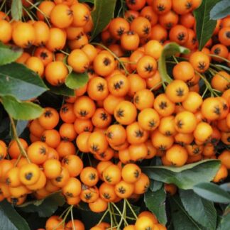 Pyracantha Orange Glow - Firethorn - Large Approx 6ft Hedging Pyracantha