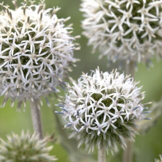 Echinops Sphaerocephalus "Arctic Glow" - Arctic Glow Globe Thistle
