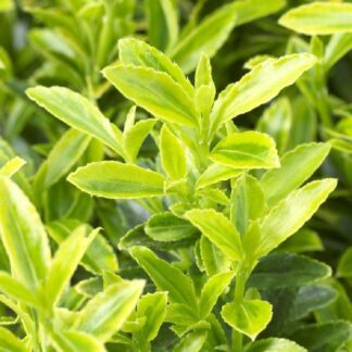 Euonymus Japonicus Microphyllus Aureovariegatus - Young Plant