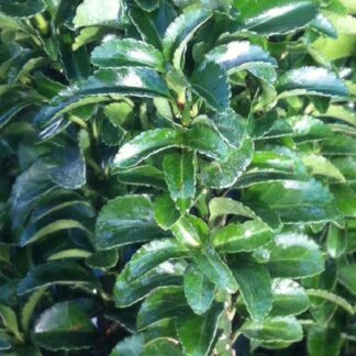 Euonymus Japonicus Green Spire - Evergreen Japanese Spindle - Circa 60cm