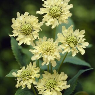 Cephalaria Gigantea