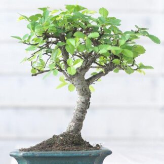 Beautiful Bonsai Tree With Ceramic Dish