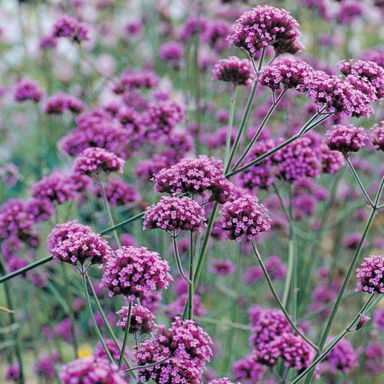 Verbena Bonariensis - Pack of Three