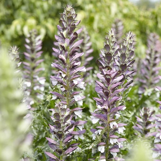 Acanthus Mollis - Bear's Breeches