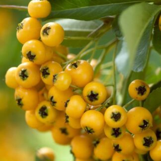 Pyracantha Golden Charmer - Firethorn - Large Approx 6ft Hedging Pyracantha