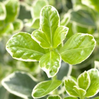 Euonymus Japonicus Kathy - Young Plant