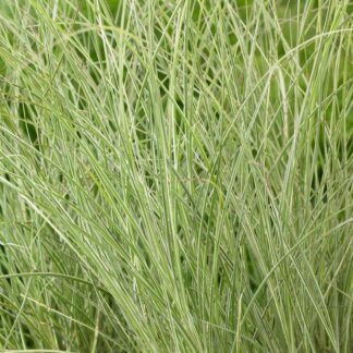 Miscanthus Sinensis Morning Light - Japanese Silver Grass