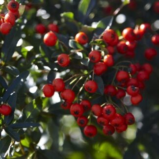 Pyracantha Red Column - Firethorn - Large Approx 6ft Hedging Pyracantha
