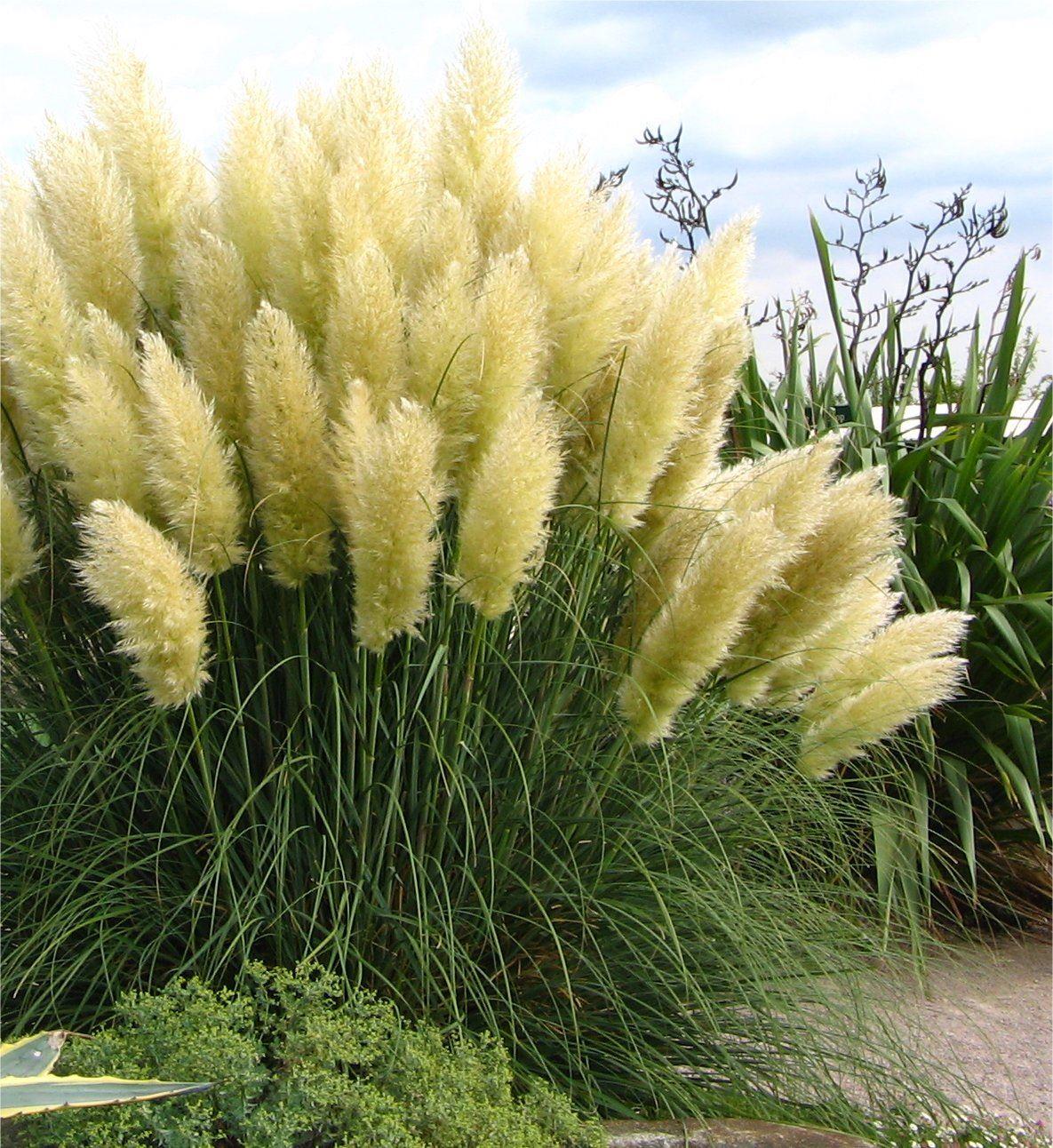 Pampas Grass - Cortaderia Selloana White Feather