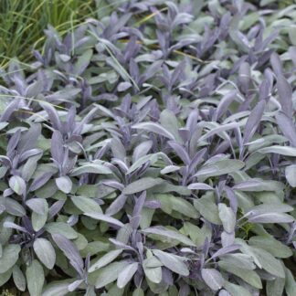 Herb - Salvia Officinalis ''Purpurascens'' - Purple Sage