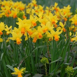 Jetfire Dwarf Daffodils - Narcissus Bulbs - Pack of 25 Bulbs
