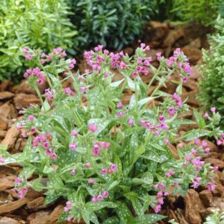 Pulmonaria Raspberry Splash