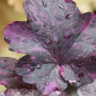 Heuchera Midnight Rose