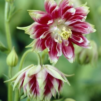 Aquilegia Nora Barlow - Granny's Bonnet