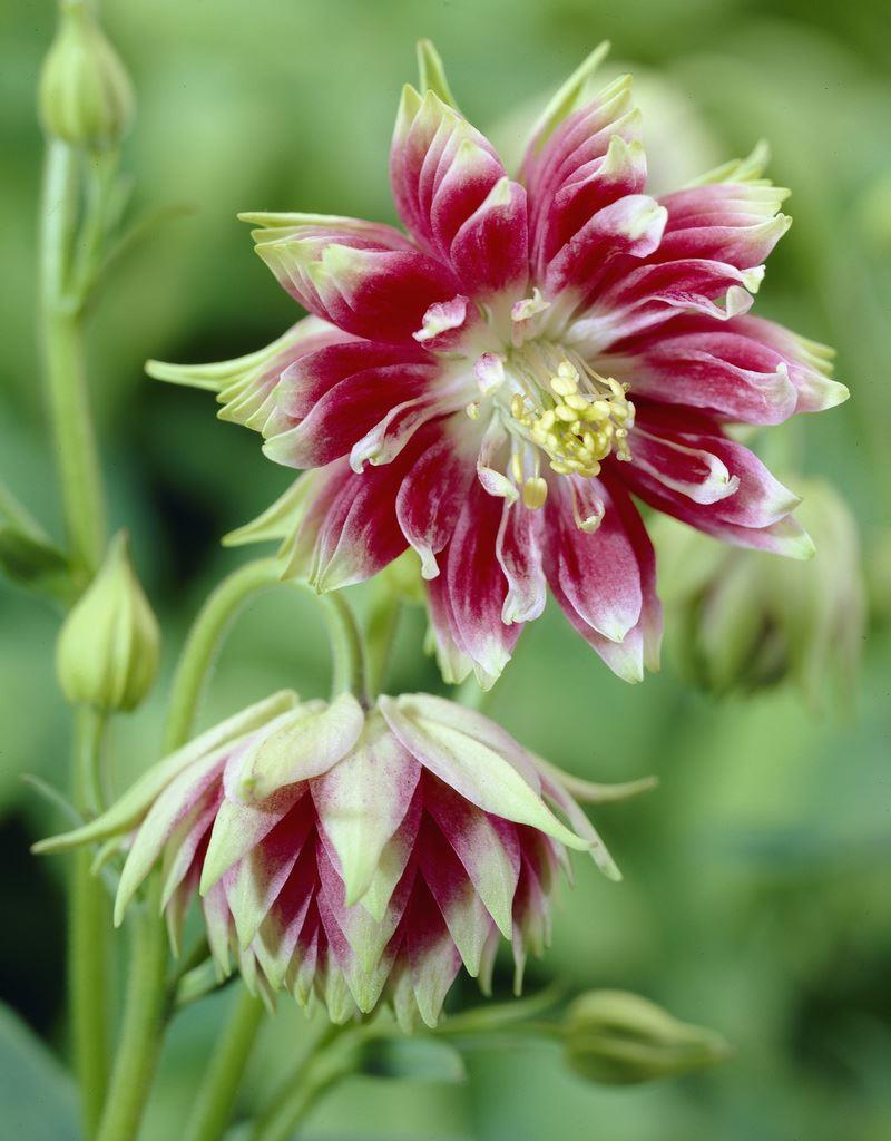 Aquilegia Nora Barlow - Granny's Bonnet