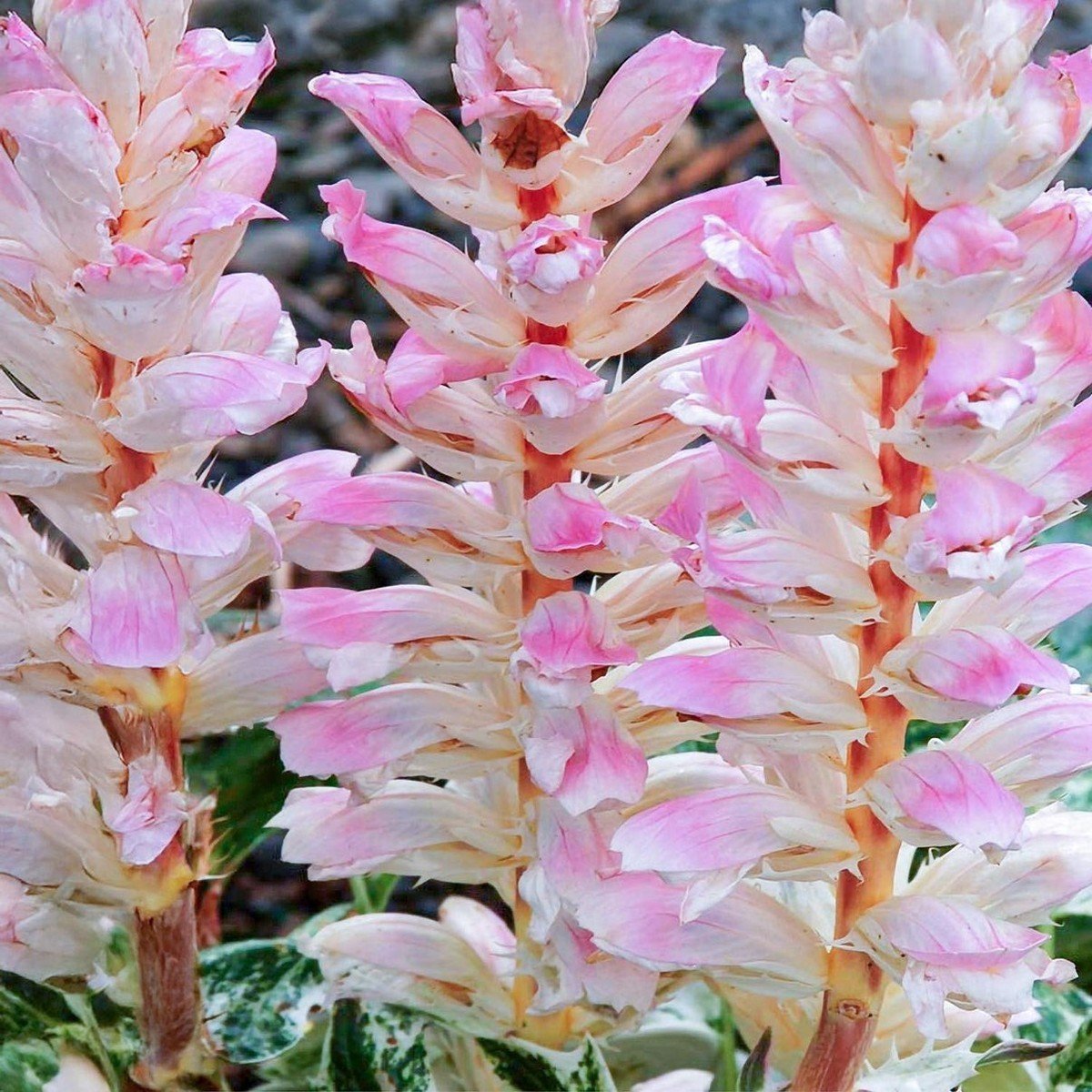 Acanthus Mollis White Water - Variegated Acanthus Bears Breeches