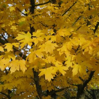 Acer Campestre - Field Maple