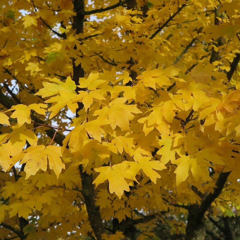Acer Campestre - Field Maple