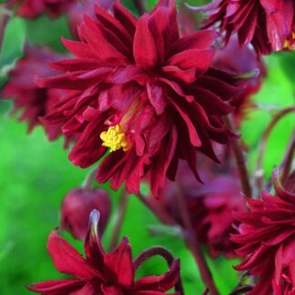 Aquilegia Bordeaux Barlow