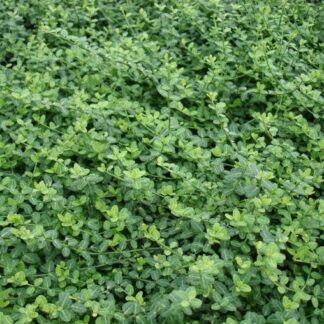 Euonymus Fortunei Minimus