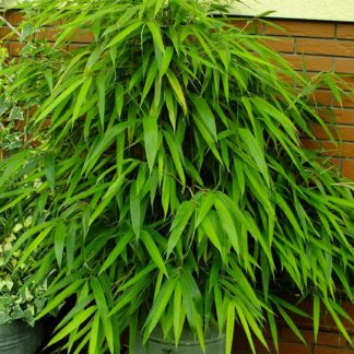 Pseudosasa Japonica - Arrow Bamboo - 90-120cm Tall Plants