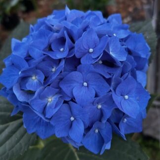 Mophead Hydrangea Macrophylla Bella Blue - Large Flowered Mophead Hydrangea - XXXL Plants
