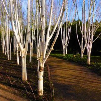 Betula Utilis 'Snow Queen' - Himalayan Birch - 200-250cm Tall