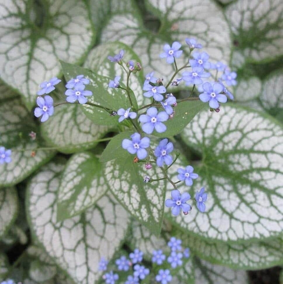 Brunnera Macrophylla 'Jack Frost' - Silver Heart Leaf Alchemy Brunnera