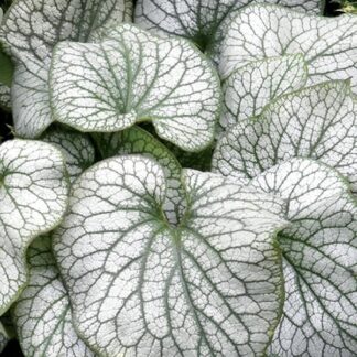 Brunnera Macrophylla Alexander's Great