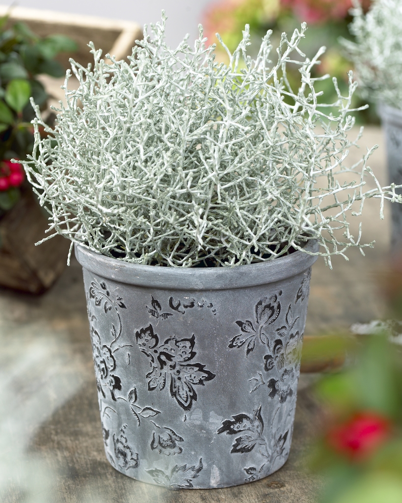 Calocephalus (Leucophyta) Brownii - Silver Threads Plant