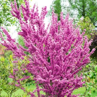 Cercis Chinensis Avondale - Large Specimen