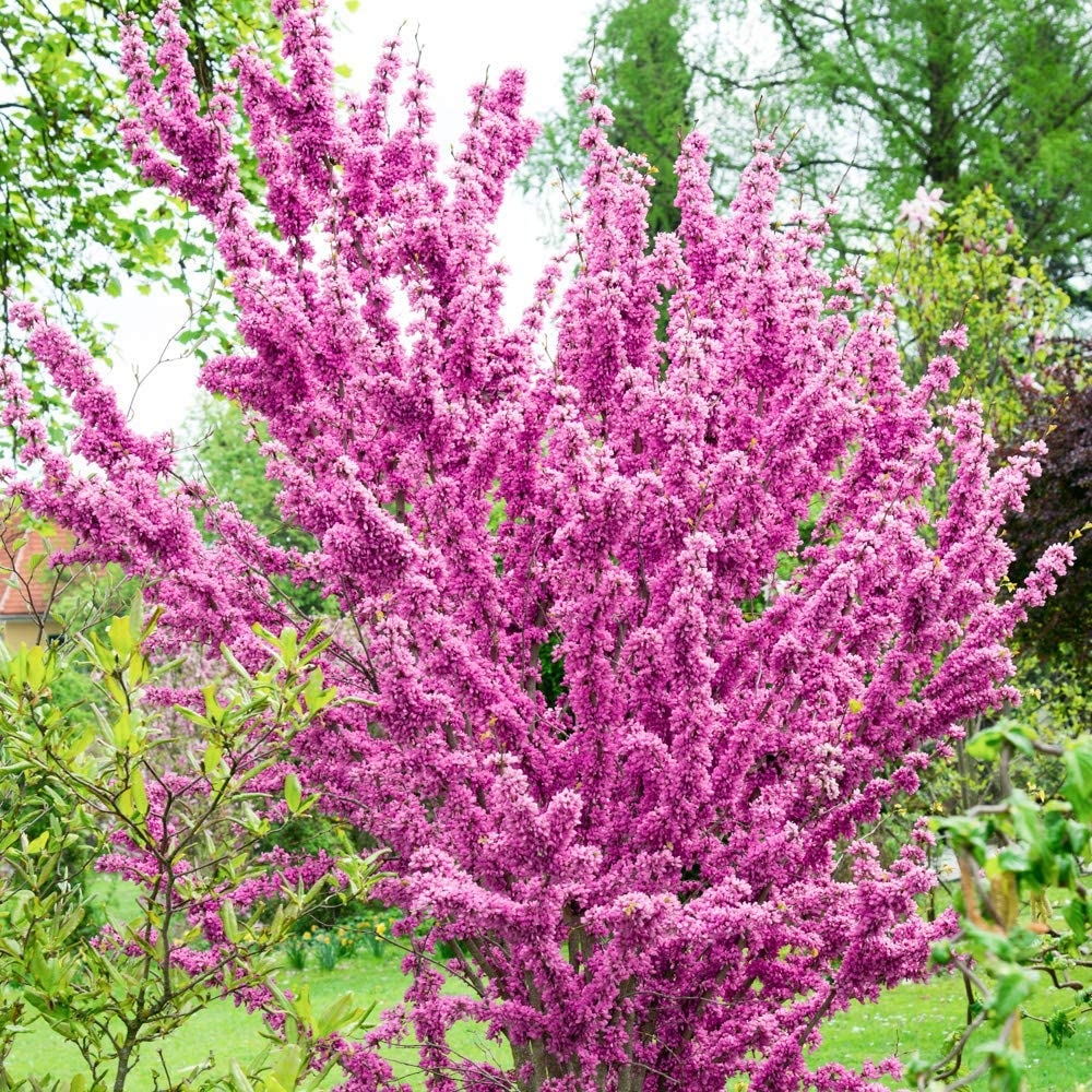 Cercis Chinensis Avondale - Large Specimen