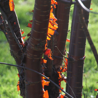 Prunus Serrula 'Branklyn' - Tibetan Cherry Tree - Circa 220-250cm Tall
