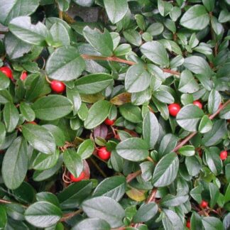 Cotoneaster Dammeri