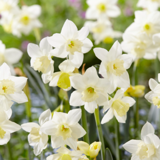 Narcissus Pueblo - Pack of 25