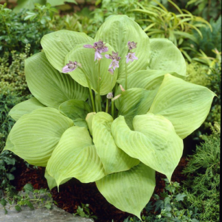 Hosta 'Sum And Substance'