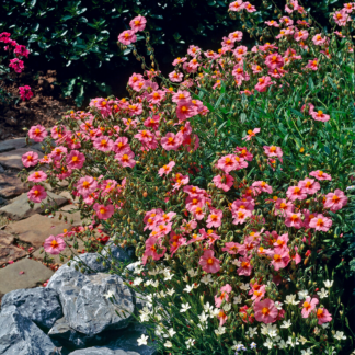 Helianthemum Wisley Pink