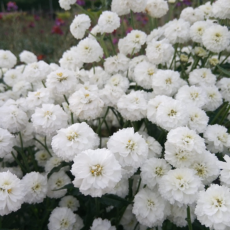 Achillea Ptarmica 'Peter Cottontail'