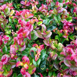 Leucothoe Axillaris Curly Red - Unique Twisted Evergreen Foliage