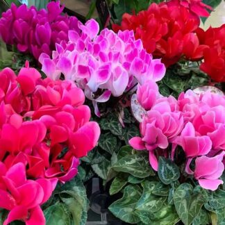 Multi Shades Patio Mini Cyclamen in Bud & Bloom