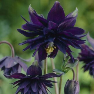Aquilegia Black Barlow - Granny's Bonnet