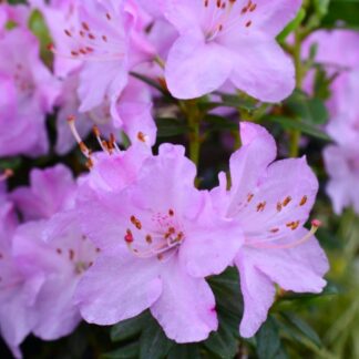 Rhododendron Snipe - Dwarf Rhododendron
