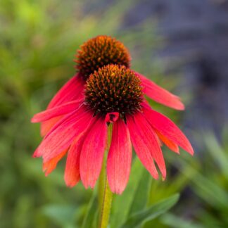 Echinacea Purpurea 'Sensation Coral' - Cone Flower