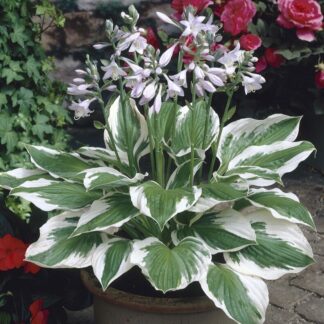 Hosta Fortunei 'Patriot'