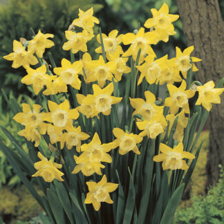 Narcissus 'Dickcissel' - Pack of 25 Bulbs