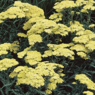 Achillea 'Credo' - Yarrow